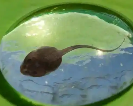 一只蝌蚪多少钱