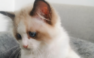 猫咪打喷嚏用什么药
