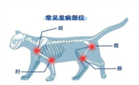 老年猫关节疼痛，有哪些缓解护理方法​