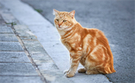 怎么确诊猫咪耳螨