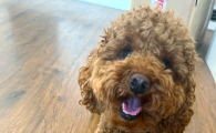 狗吃避孕药可以避孕吗