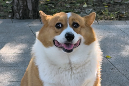 狗狗热的一直喘气