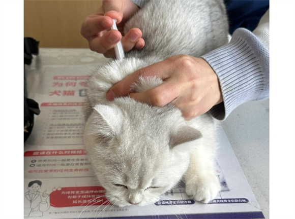 猫腹水产生的原因