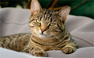 猫瘟治疗周期需要多久