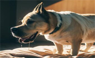 狗狗容易出现哪些牙齿问题