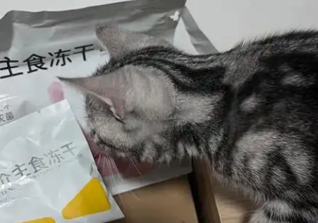 猫咪几个月吃冻干最好