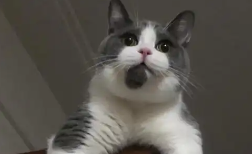 猫咪的妊娠期有什么表现? 猫咪的妊娠期有什么表现?