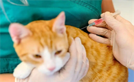 猫咪打狂犬病疫苗需要注意什么