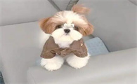 小型犬适合哪些运动