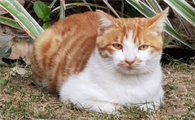 猫咪腮边掉毛怎么回事