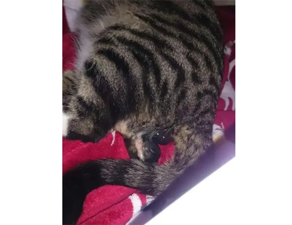 猫羊水破了到第一只要生多久 猫羊水破了到第一只要生多久