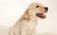 拉布拉多犬好养吗？优缺点有哪些