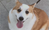 小狗大便有点血丝怎么回事