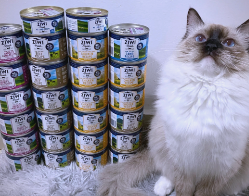 两个月的猫可以吃罐头吗?幼猫饮食禁忌与选择 两个月的猫可以吃罐头吗?幼猫饮食禁忌与选择