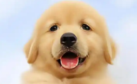 狗狗太热了怎么降温