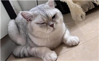 猫咪眼屎多是怎么治疗