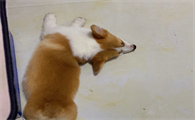 狗狗吐鸡蛋清一样的粘液是怎么回事