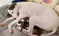 狗狗生育后多久能再次怀孕