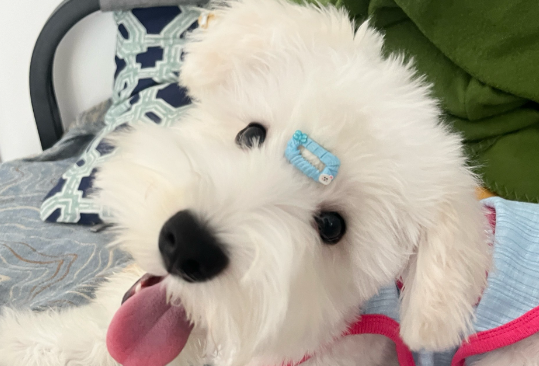 狗狗打完针脖子上有个疙瘩是咋回事 狗狗打完针脖子上有个疙瘩是咋回事