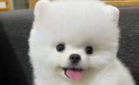 博美身上有疙瘩状结痂