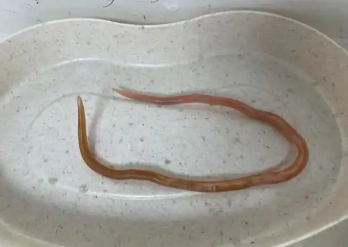 蛔虫能进行有氧呼吸吗