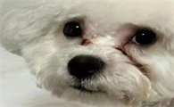 狗狗的泪痕要怎么缓解