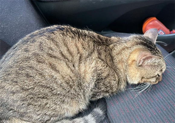 猫背拱起来是为什么 猫背拱起来是为什么