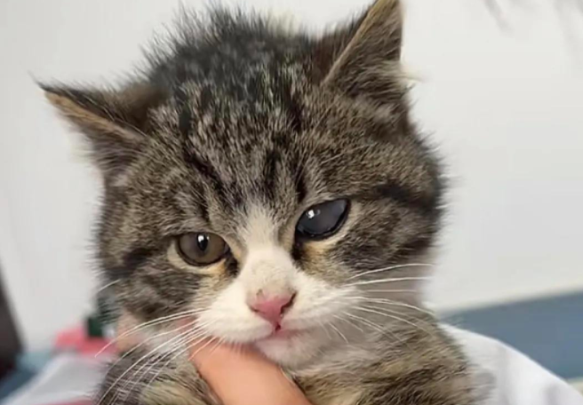 简州猫:四川的小土猫竟然是宫廷贡品 简州猫:四川的小土猫竟然是宫廷贡品