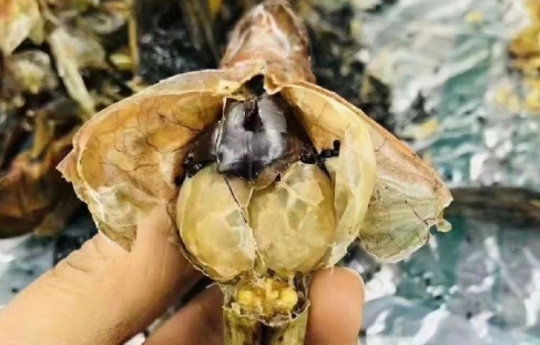 癞蛤蟆油能吃吗