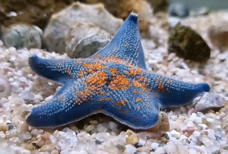 海星什么部位可以吃 海星什么部位可以吃