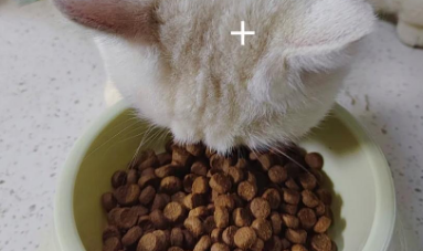 枫趣猫粮:你未曾听说的优质选择 枫趣猫粮:你未曾听说的优质选择