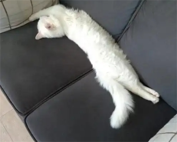 小猫踩奶是一种什么表现? 小猫踩奶是一种什么表现?