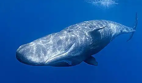 有没有抹香鲸 有没有抹香鲸