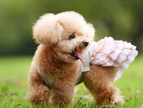 泰迪犬的常见类型有哪些?一文读懂 泰迪犬的常见类型有哪些?一文读懂