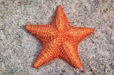 所有海星都能吃吗?