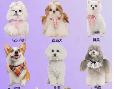哪些犬种天生性格温顺亲人
