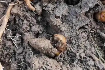 金蝉卵枝怎么保存 金蝉卵枝怎么保存