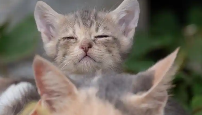 猫会有大姨妈吗正常吗