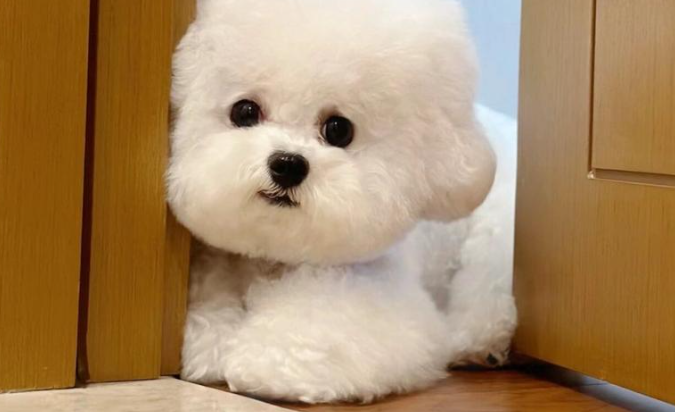 比熊狗粮推荐什么牌子?试试这几款,满足比熊的特殊需求 比熊狗粮推荐什么牌子?试试这几款,满足比熊的特殊需求