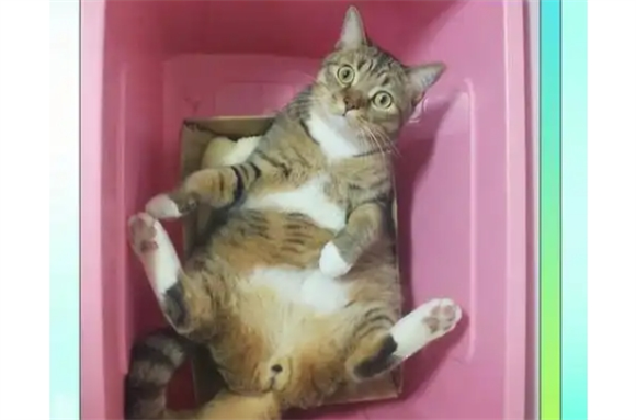 猫尿血什么原因引起，怎样治疗啊