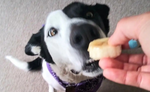 一个多月的狗狗可以吃什么水果 一个多月的狗狗可以吃什么水果