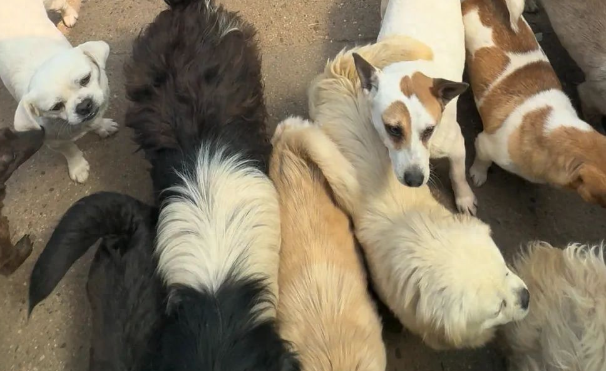 77岁老人25年收留上千只流浪狗，因癌症动过三次手术