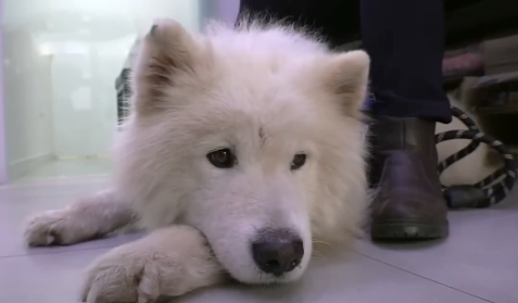 宠物狗走失5年后，在离家2公里外被找到，这些年它经历了什么？