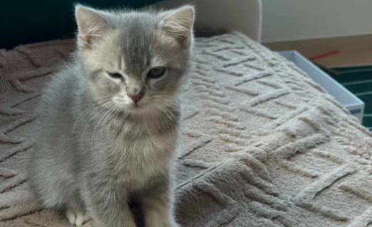 宠物猫口腔溃疡如何处理 宠物猫口腔溃疡如何处理