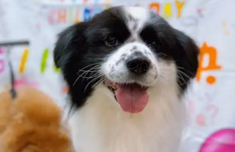 小狗有狂犬病毒什么症状