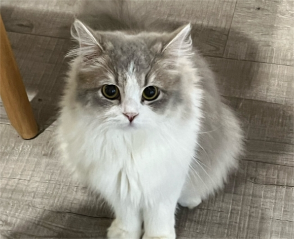 猫一年相当于人的几岁呢 猫一年相当于人的几岁呢