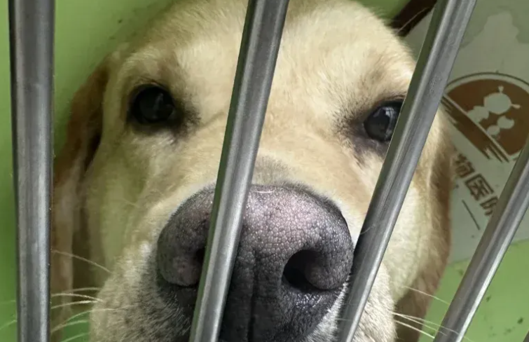 毛孩子撑起千亿市场，如何看待“它经济”的热潮