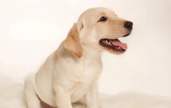 拉布拉多犬好养吗？优缺点有哪些