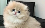 猫咪身上起皮屑是怎么回事