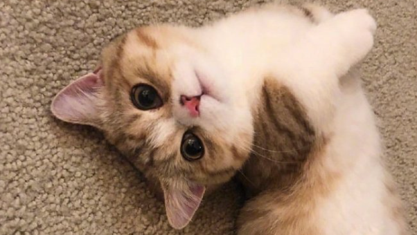 猫吹空调打喷嚏怎么办